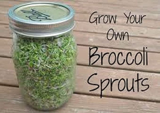 16 oz Broccoli Seeds, Non-GMO, Sprouting Sprouts Microgreens, Pure Seed, Country Creek LLC. Brand.
