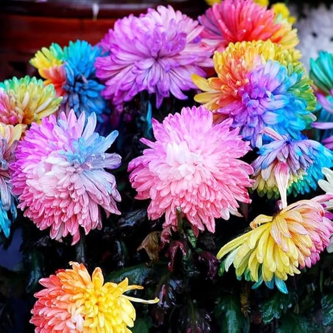 100+Rainbow Chrysanthemum Seeds for Planting Outdoors -Perennial Ornamental Flowering Planting Garden and Pots