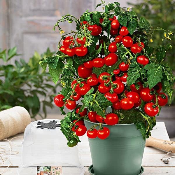 Seeds Indoor Red Tomato Red Robin - Year-Round to Plant - Heirloom Vegetable - GMO Free