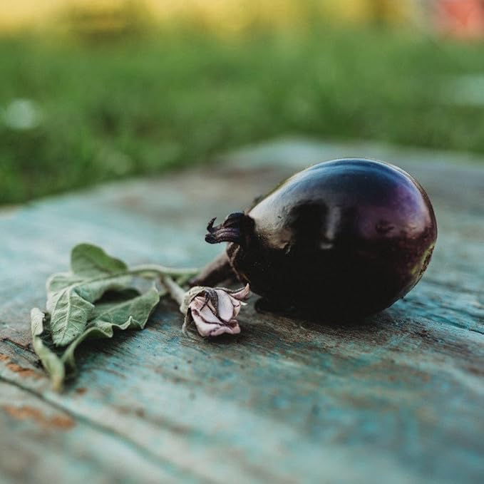 Mitoyo Japanese Eggplant - 25 Seeds - Rare Asian Eggplant Variety, Dark Purple Eggplants, Non-GMO Heirloom Eggplant Seeds for Planting in The Home Garden, Thresh Seed Company