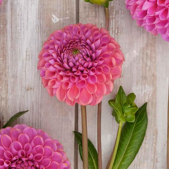 Eden Brothers Dahlia Bulbs (Ball) - Isabel, Non-GMO Bulbs for Planting, 2 Bulbs | Low-Maintenance Flower Bulbs, Plant During Spring, Zones 8, 9, 10, 11