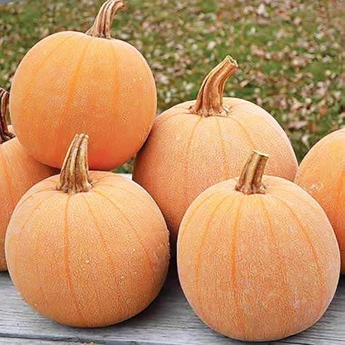 Winter Luxury Pumpkin Seeds - Heirloom - Heirloom Silky Texture for a Perfect Pie. This Marvelous, Small Pumpkin has a Unique, Netted Skin. Typical Weight is 6–9 lbs