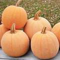 Winter Luxury Pumpkin Seeds - Heirloom - Heirloom Silky Texture for a Perfect Pie. This Marvelous, Small Pumpkin has a Unique, Netted Skin. Typical Weight is 6–9 lbs