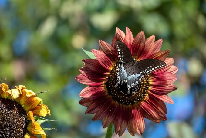 400 Cherry Chocolate Sunflower Seeds - Heirloom & Non-GMO Sunflower Seeds for Planting in Your Home Garden