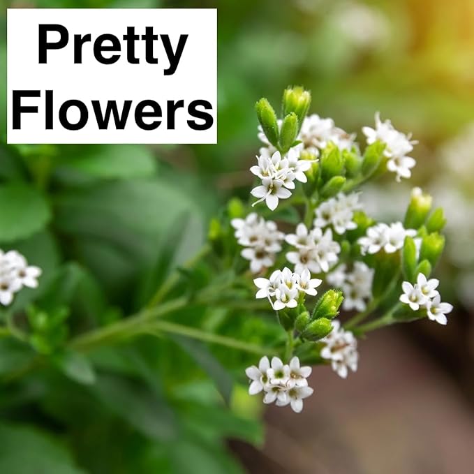 Natural Herbal Live Zero Calorie Sugar Replacement. Stevia Plants. Sweet Leaf, Sugar Leaf, Natural Sugar Substitute Herb, Easy to Grow (2 stevia sacs)