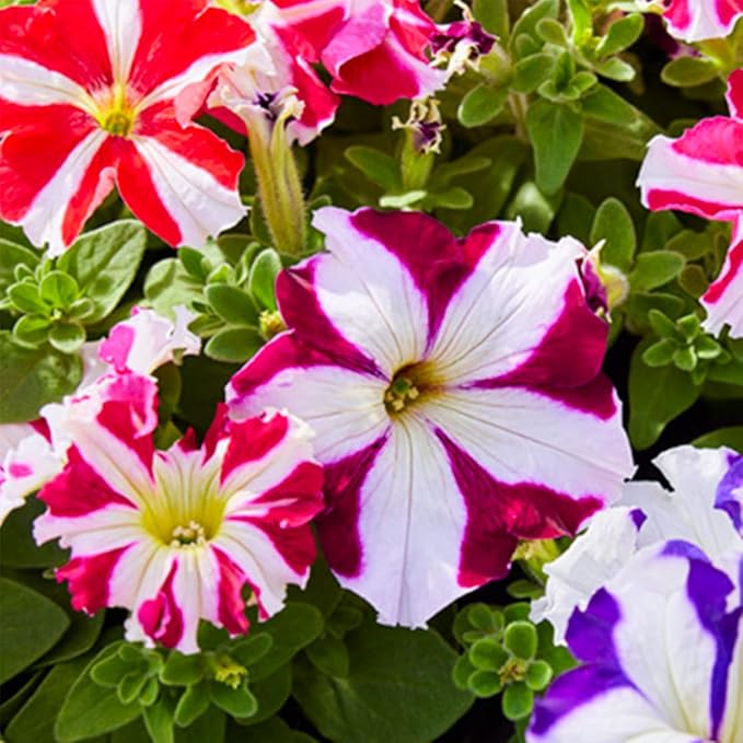 1000 Petunia Double Mix Seeds Easy to Grow Hanging Basket Flower for Planting Garden Home Garden Balcony Multicolor Flowers Seeds