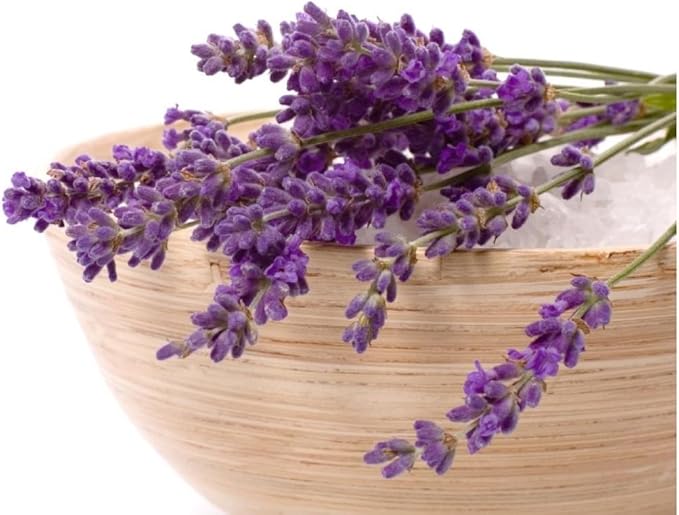Seeds4planting - Seeds Lavender Officinalis - Organic