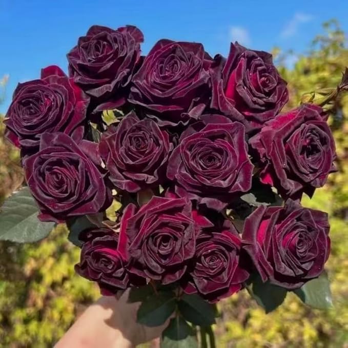 Mixed Climbing Rose Seeds for Planting, 295+pcs Rare Rose Flower Seeds, Heirloom Non-GMO Home Garden Bloom Flowers Plants for Outdoors Indoors