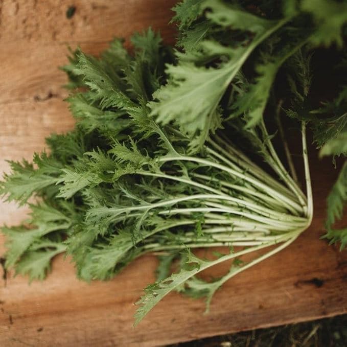 Kyoto Green Mizuna - 500 Seeds - Productive Asian Green, Japanese Heirloom Mustard, Produces Large Rosettes, Non-GMO Mizuna Seeds for Planting in The Home Garden, Thresh Seed Company