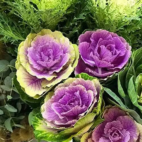 Seeds Flowering Kale Large Leaf Mix - Heirloom Vegetable - GMO Free
