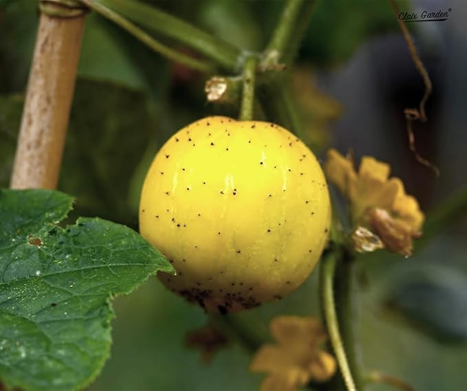 Lemon Cucumber Seeds - 100 Heirloom, Non-GMO Seeds, Excellent for Any Home Garden, Simple to Grow, Delicious Flavor, Quick Grow Cycle