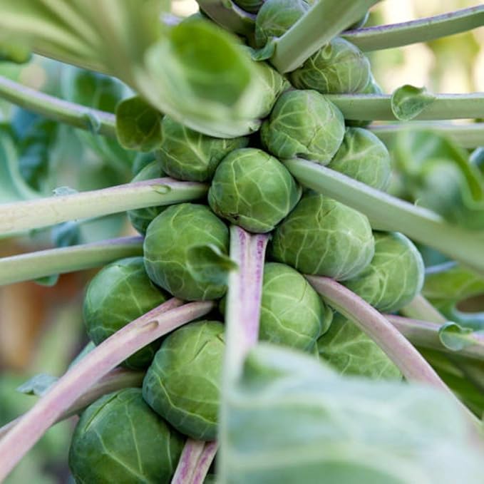 Brussel Sprout Seeds- Churchill,100 Count COOL BEANS N SPROUTS Brand. Home Gardening.