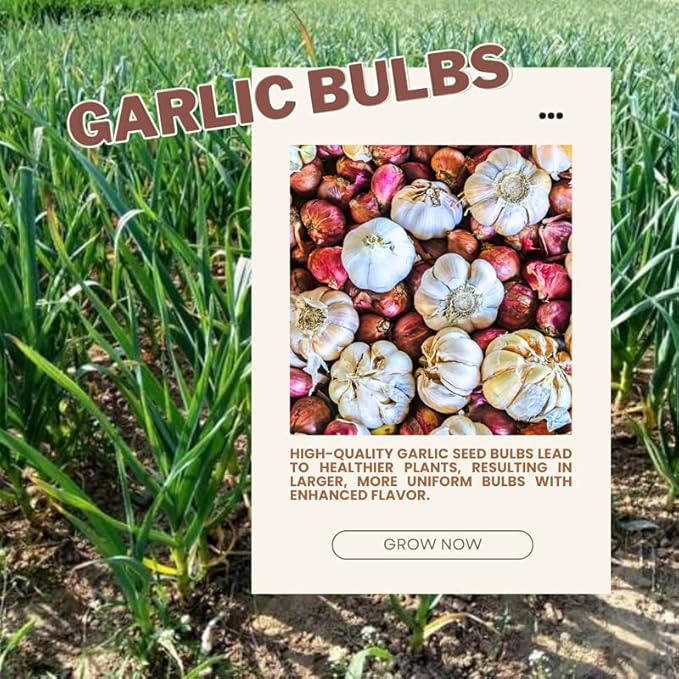 1 Pound Random Hardneck Garlic Bulbs for Planting, Fresh High-Yield Hardy Garlic for Garden or Container Growing