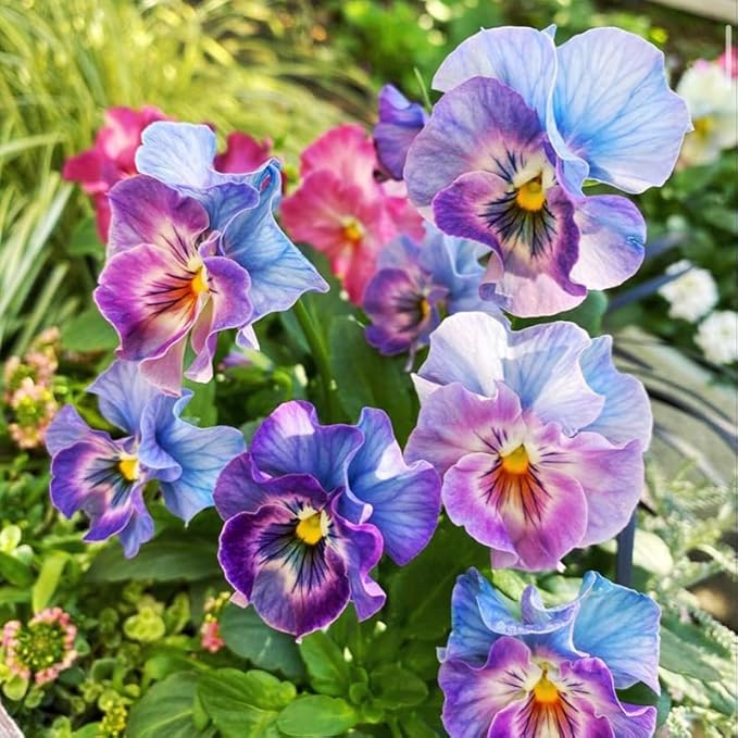 200+ Perennial Viola Philippica Violet Flower Seeds for Planting-Beautiful Herba Violae Flower