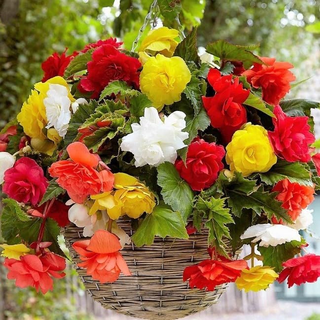 Seeds Large Leaf Wax Begonia Mix Annual Beautiful Flowers