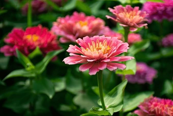 400+ California Giant Zinnia Seeds for 2026, Large Bloom - USA Made - Non GMO - Heirloom Zinnia Elegans, Easy to Grow Vibrant Summer Mix for Pollinator Gardens and Beginners