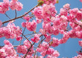 50 Japanese Cherry Blossom Seeds Rare Fast Hardy Flower Sakura Bonsai