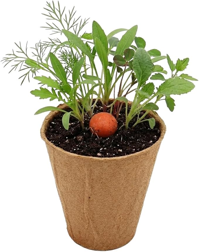 BUZZY Seeds Wildflower Seed Ball Cup 6-Pack – Over 50 Seeds Per Ball, Colorful Decorative Seed Balls in Biodegradable Cups with Growing Medium – Indoor Gardening Gift Set