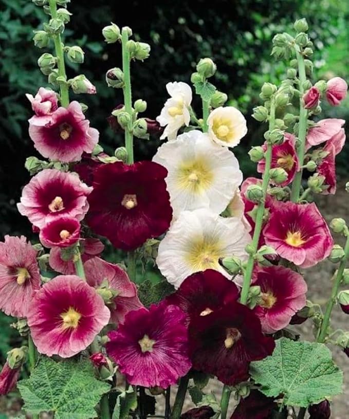 Seeds Hollyhock Seed Mix Malva 30+ Seeds for Planting Showy Perennial Flower Multicolor Mixture