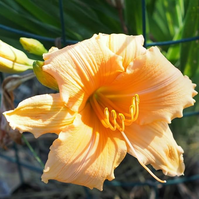 Set 10 Apricot Daylily Bulbs for Planting, Hardy Perennial Lily Roots for Colorful Summer Blooms