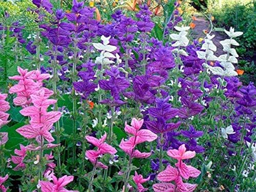 NIKA SEEDS - Seeds Flowers Clary Tricolor Mix Annual - 100 Seeds