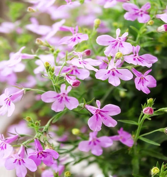 1000+ Mix Creeping Thyme Seeds for Planting, Thymus Serpyllum Heirloom, Ground Cover Plants Easy to Plant and Grow, Purple Red Green Blue Purple White Flowers