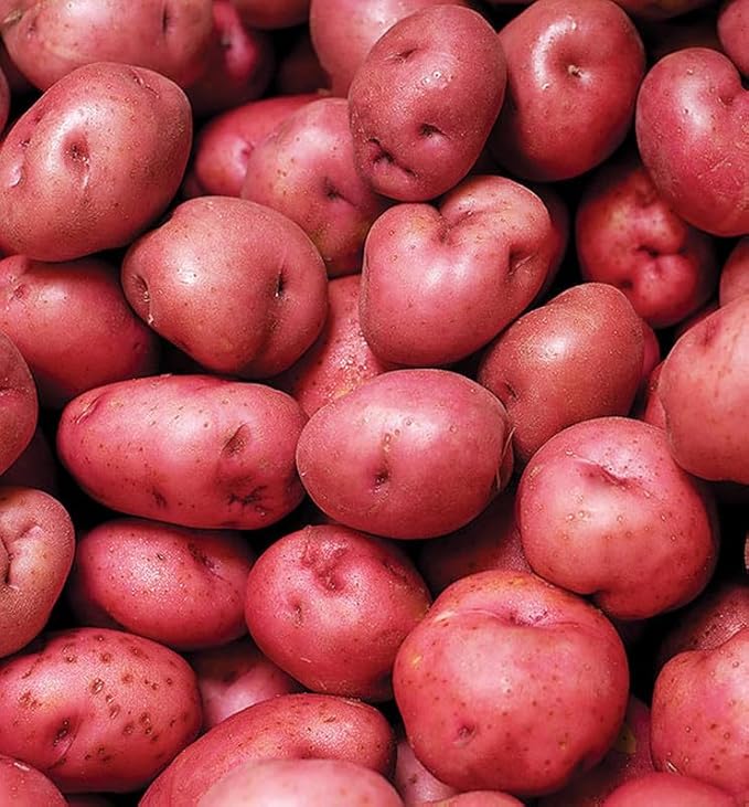 Red Potato Seeds for Planting Outdoors, 60 Seeds True Potato Seeds Growing Potato Seeds