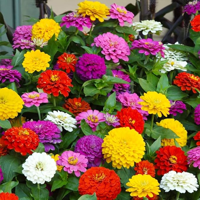 1200 Mixed Zinnia Dahlia Seeds for Outdoor Planting – Flower Seeds Large Blooms with High Germination, Ideal for Garden Borders & Balcony Beautification