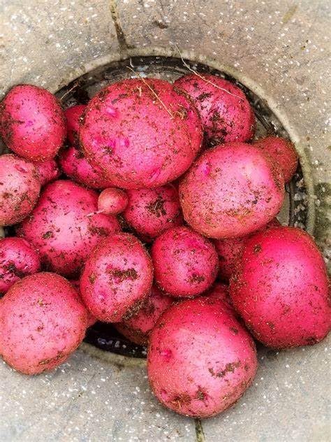 Simply Seed - Red Lasoda - Naturally Grown Seed Potatoes - 5 LB- Ready for Planting -American Raised