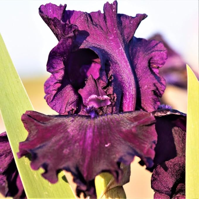 Ozark Rebounder Re-Blooming Bearded Iris Flower Rhizome - Grows Year After Year - Perennial, Fragrant & Great for Cut Floral Arrangements - Easy to Grow Fall Planting Bulbs by Willard & May