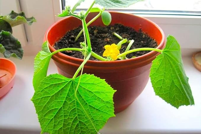 KIRA SEEDS - Seeds Indoor Cucumber F1 - Self-Pollinated - Heirloom Vegetable - GMO Free