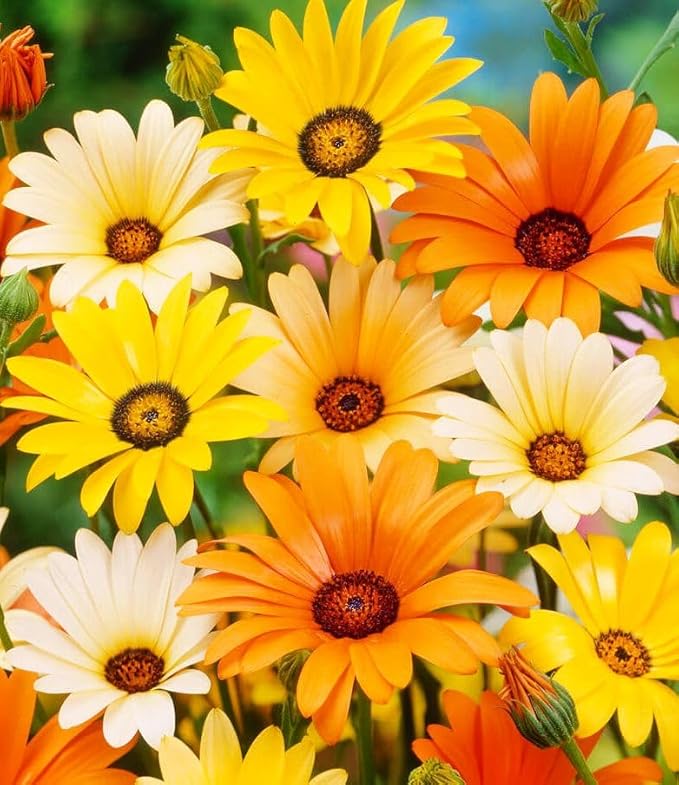 African Daisy Seeds - 50 Pcs Mix Osteospermum Perennial Flower Seeds for Planting Outdoors with Long-Lasting Blooms,