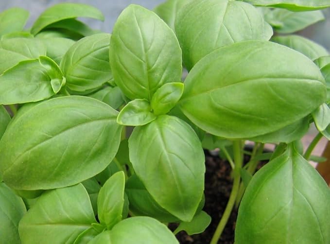Seeds4planting - Seeds Genovese Basil Indoor Herb Non GMO Heirloom for Planting