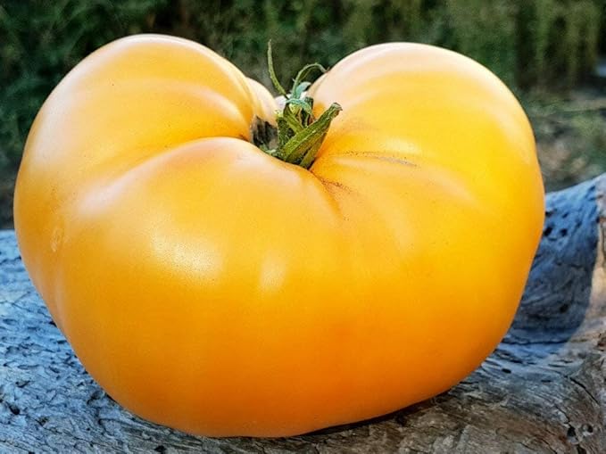 NIKA SEEDS - Seeds Vegetable Beefsteak Tomato Lemon Giant - 40 Seeds
