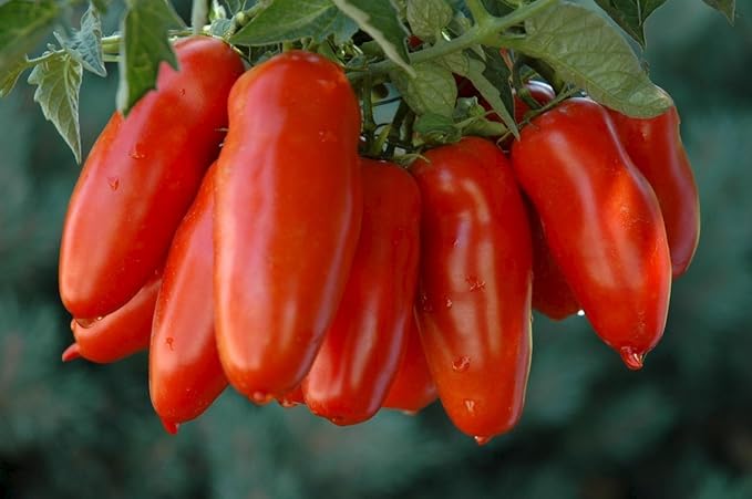 NIKA SEEDS - Seeds Vegetable Tomato Pepper-Shaped - 25 Seeds
