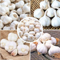 1 Pound Rare White Hardneck Garlic Bulbs for Planting, Fresh High-Yield Hardy Garlic for Garden or Container Growing