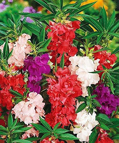 Garden Balsam Impatiens Balsamina 50+ Seeds Garden Seeds for Planting Flowers