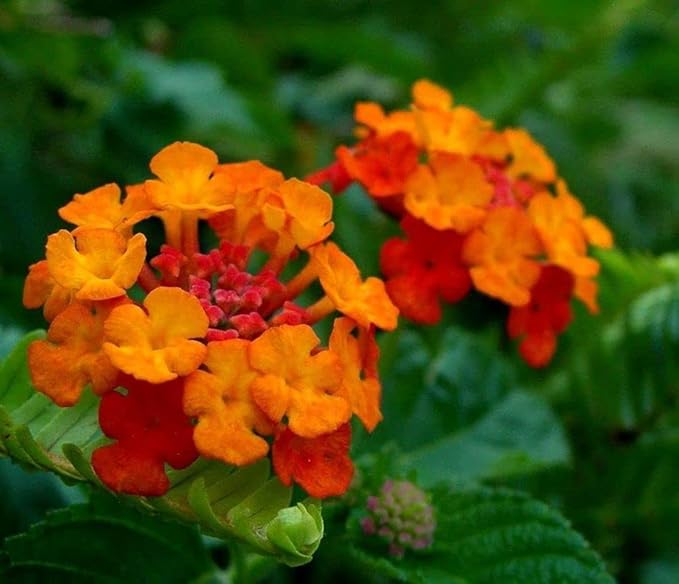 Lantana Mix 100+ Seeds Flowers Planting for Outdoor or Indoor