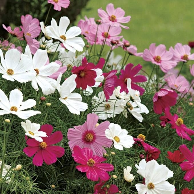Park Seed Cosmo Flower Plant Seeds, Easy to Grow, Perfect for Spring Garden, Sonata Mix, Pack of 30