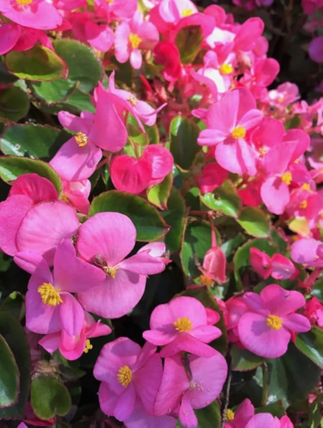 100pcs Rose Pink Wax Begonia Seeds Semperflorens Fibrous Shade Flower Seeds
