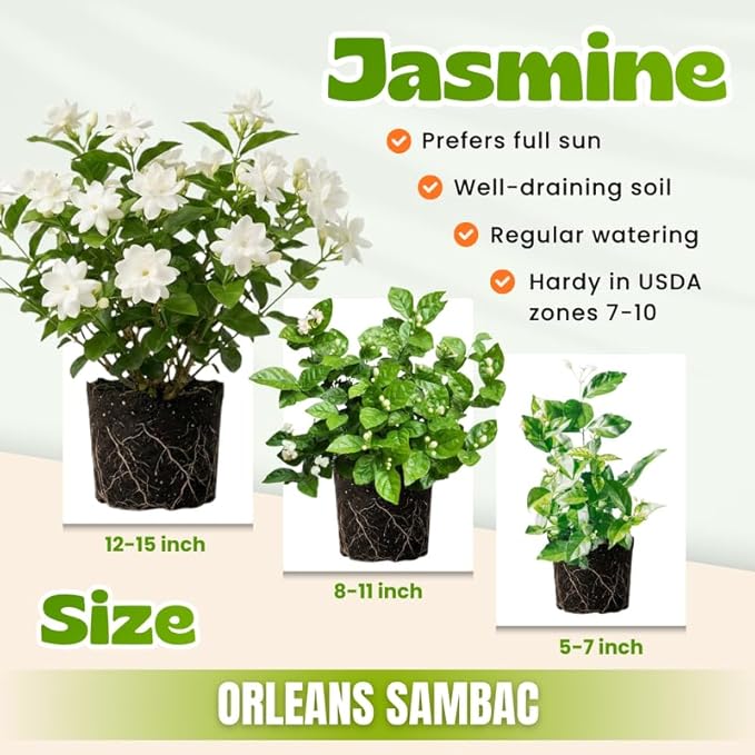 2 Frostproof Jasmine Plants 4–8 Inch, Live Fragrant Jasmine Flowering Vine, Sweet Scented Blooms, Easy Care Indoor or Outdoor
