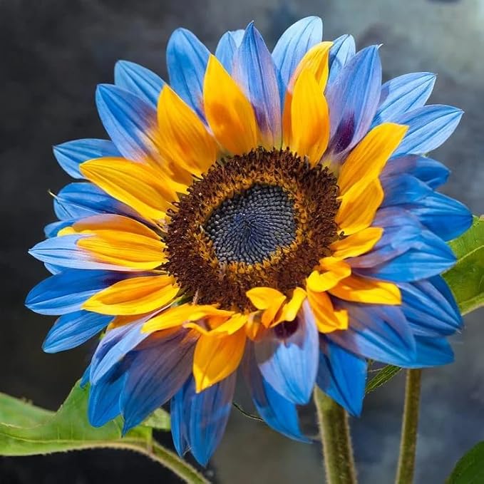 100 Mixed Sunflower Seeds (Helianthus annuus) – Non-GMO Rare Variety with Vibrant Multi-Color Blooms, Drought-Tolerant & Pollinator-Friendly for Outdoor Home Gardens