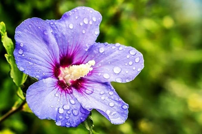 Flower Seeds 100 + Seeds Double Color Hibiscus Seeds Hardy Flower Easy Grow Seed