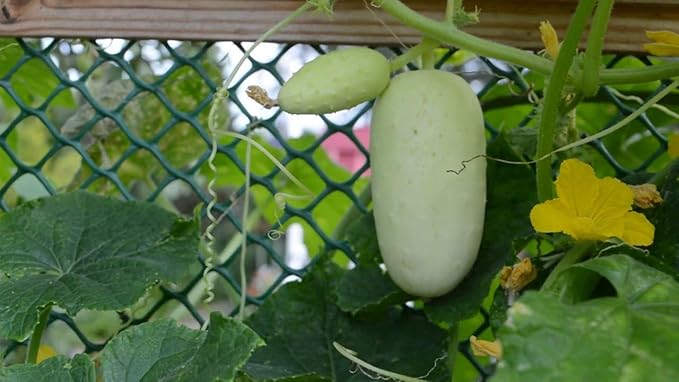 NIKA SEEDS - Seeds Vegetable White Cucumber 45 Days for Pickling Planting Non GMO - 20 Seeds