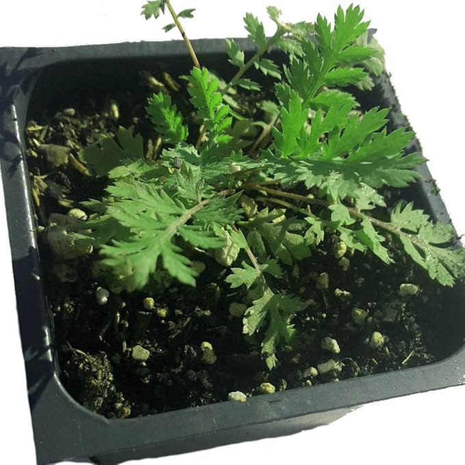 Organic Tansy Seeds (Tanacetum vulgare) 500 Seeds (0.1 Grams)