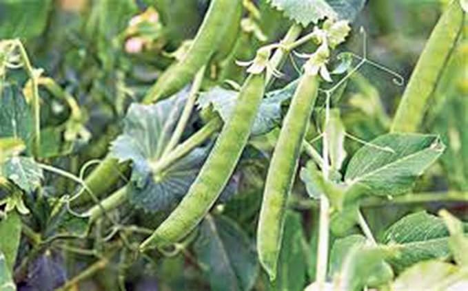 Pea Seed, Lincoln Peas, Heirloom, Non GMO 100 Seeds, Perfect Peas