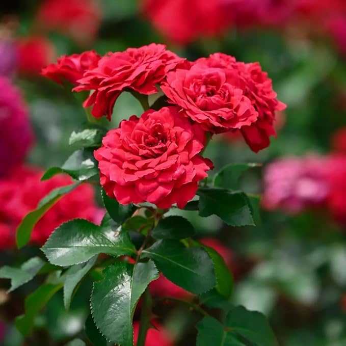 Mixrug Grandiflora Rose Seeds for Planting, 200+pcs Perennial Non-GMO Heirloom Grandiflora Rose Flower Seeds, Rare Beauty Home Garden Blooms Flowers Plants for Outdoors