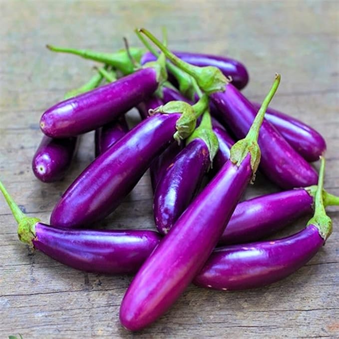 Long Purple Eggplant Seeds - 100 Count Seed Pack - The Perfect Variety for Slicing and Adding to You Favorite Dishes - Country Creek LLC