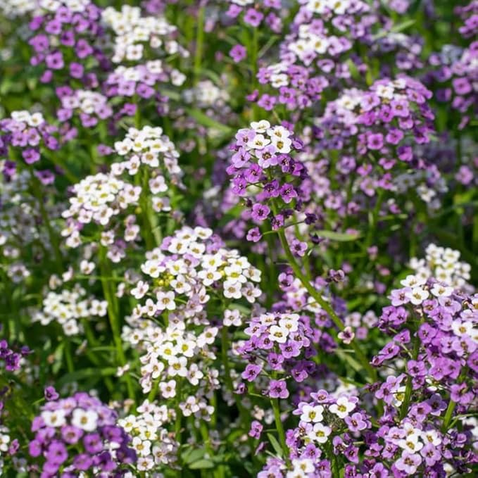 400+ Sweet Alyssum Flower Seeds Royal White Purple Ground Cover Flowers Plant