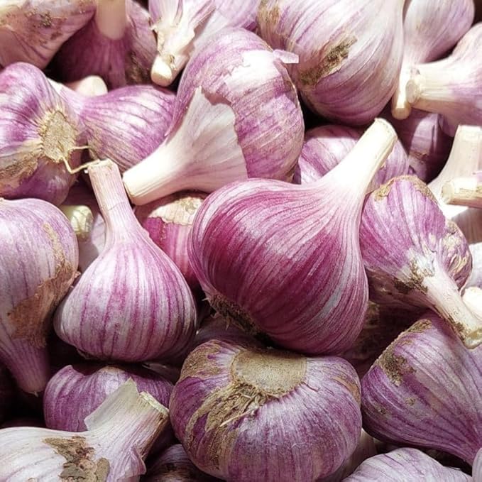 1 Pound Red Hardneck Garlic Bulbs for Planting, Fresh High-Yield Hardy Garlic for Garden or Container Growing